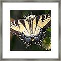Tiger Swallowtail Butterfly On Button Bush Framed Print