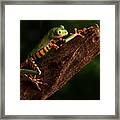 Tiger Tree Frog Climbing Framed Print