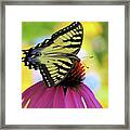 Tiger Wings 2 - Butterfly Framed Print