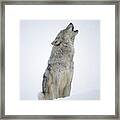 Timber Wolf Portrait Howling In Snow Framed Print