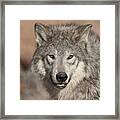 Timber Wolf Portrait Framed Print