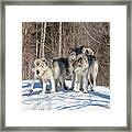 Timber Wolves In Winter Framed Print