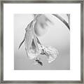 Tiny Bee Around Tiny Pea Framed Print