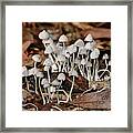 Tiny Corrugated Fungi By Kaye Menner Framed Print