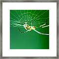 Tiny Neon Spider Framed Print