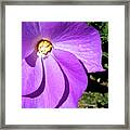 Tiny Purple Flower Framed Print