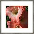 Tiny Ruffles Gladiolus Framed Print