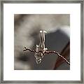 Tiny Woman Hanging Upside Down Framed Print