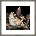 Tired Maine Coon Cat Lie On Black Background Framed Print