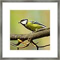 Titmouse Framed Print