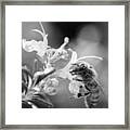 To Bee Different Framed Print