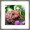 Toad In Flowers Framed Print