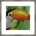 Toco Toucan 2 Framed Print