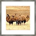 Togetherness Framed Print