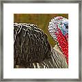 Tom Turkey Framed Print