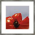 Tomato Framed Print