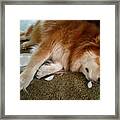 Too Tired For Treats Framed Print
