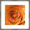Top View Of An Orange Rose With Droplets Framed Print