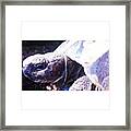 #tortoise #torts #sunbathing #basking Framed Print