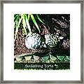 #tortoise #torts #sunbathing #garden Framed Print