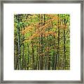 Touch Of Autumn Framed Print