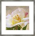 Touch Of Pink Framed Print