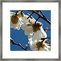 Touch Of Spring Framed Print