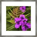 Tradescantia Framed Print