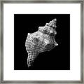 Trapezium Horse Conch Sea Shell Framed Print