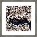 Traveler The Gila Monster Framed Print