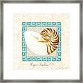 Treasures From The Sea - Tiger Nautilus Shell Framed Print