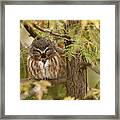 Treasures Of The Forest Framed Print