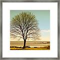 Tree At New Castle Common Framed Print