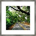 Tree Covered Road Framed Print
