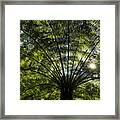 Tree Fern Sunburst Framed Print