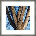 Tree Fork Framed Print