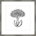 Tree From Seed Framed Print