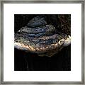 Tree Fungus Framed Print