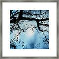 Tree In Blue - Nature Art Framed Print