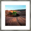 Tree In Desert Pothole Framed Print