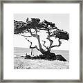 Tree In Field Framed Print