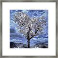 Tree In Infrared - White Mountains Framed Print