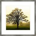 Tree In The Fog Framed Print