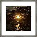 Tree Lake And Sunset Framed Print