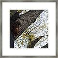 Tree Lover Framed Print