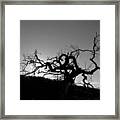 Tree Of Light Silhouette Hillside - Black And White Framed Print