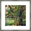 Tree Of Wisdom Framed Print