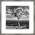 Tree On Enchanted Rock In Black And White Framed Print
