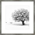 Tree On Snowy Slope Framed Print