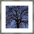 Tree Silhouetted Against A Dark Blue Framed Print